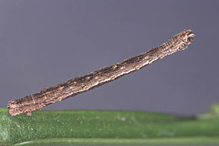 I. sylvestraria
