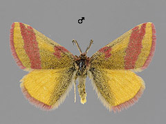 L. cruentaria