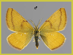 L. purpuraria