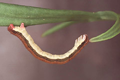 L. cruentaria