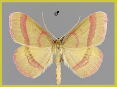 R. calabra