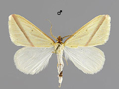 R. sacraria