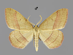 R. vibicaria
