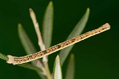 R. vibicaria