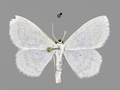 S. caricaria