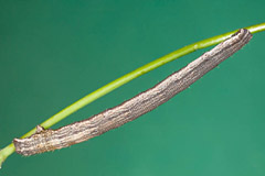 S. caricaria