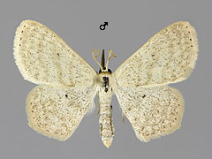 S. corrivalaria