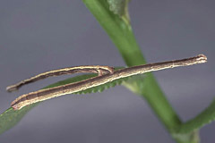 S. corrivalaria