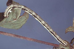 S. decorata