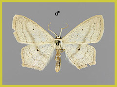 S. flaccidaria