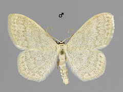S. floslactata