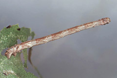S. floslactata