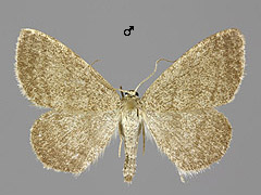 S. frigidaria