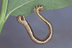 S. frigidaria