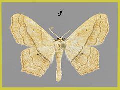 S. imitaria