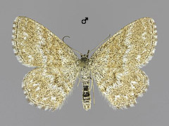S. immorata