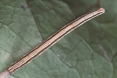 S. immorata