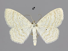 S. immutata