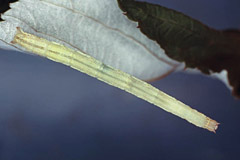 S. immutata