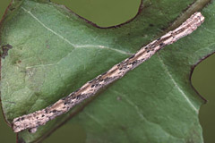 S. incanata
