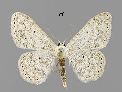 S. marginepunctata