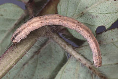 S. marginepunctata