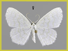 S. nemoraria