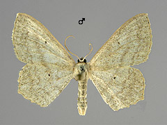 S. nigropunctata