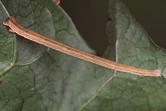 S. nigropunctata