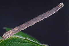 S. ornata