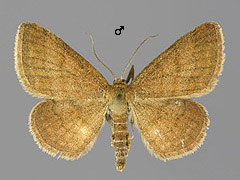 S. rubiginata