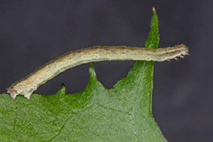 S. rubiginata