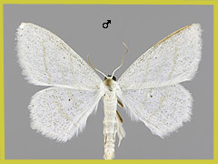 S. subpunctaria