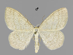 S. ternata