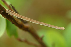 S. ternata