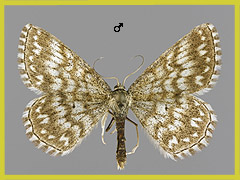 S. tessellaria