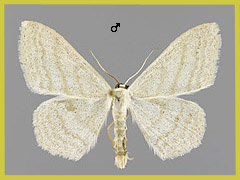S. umbelaria