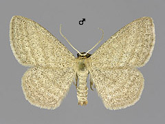 S. virgulata