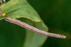 S. virgulata