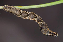 T. comai