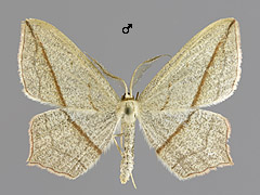 T. griseata