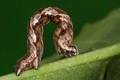 T. griseata