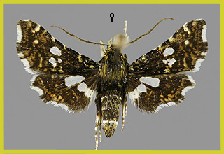 T. fenestrella